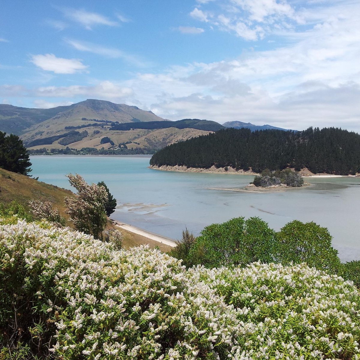 quail-island-christchurch-all-you-need-to-know-before-you-go