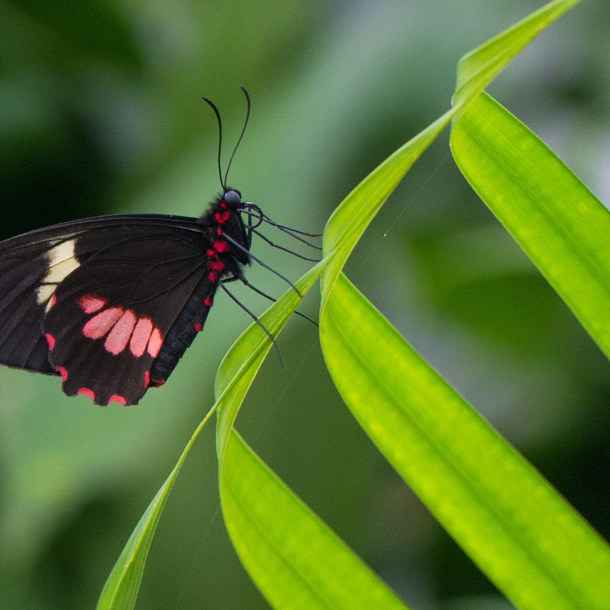 Butterfly House Karlovy Vary, Карловы Вары: лучшие советы перед посещением  - Tripadvisor