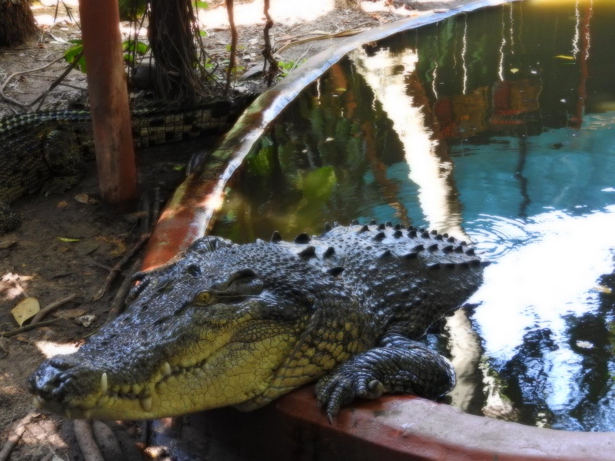 Australian Crocodile Farms: From Cairns to Paris