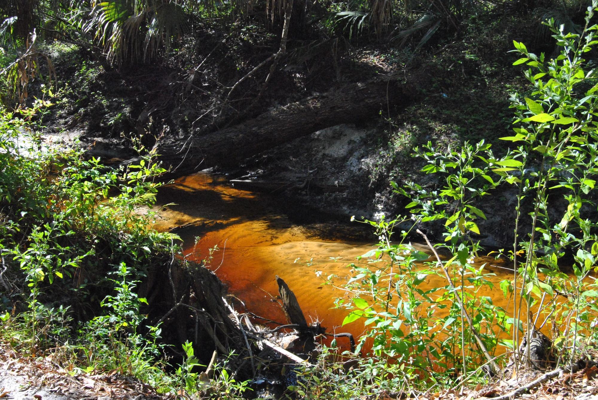 Spring 2025 hammock preserve