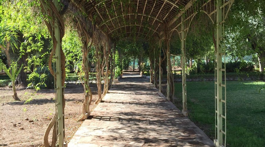 Beaucoup de cactus et de palmiers centenaires