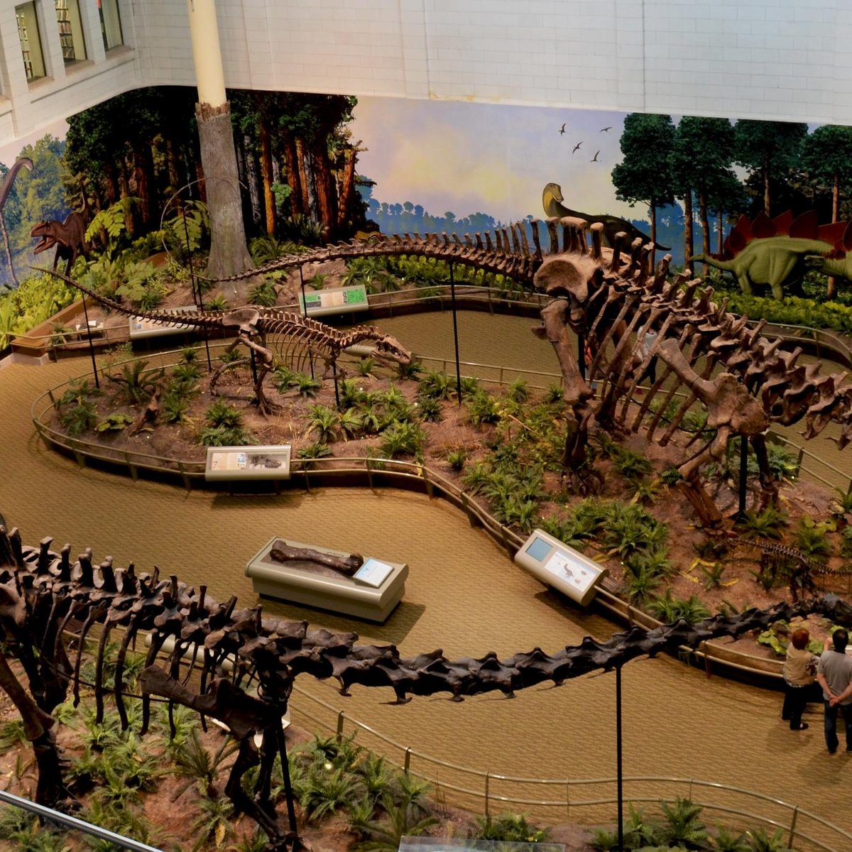 Carnegie Museum of Natural History, Питтсбург: лучшие советы перед  посещением - Tripadvisor