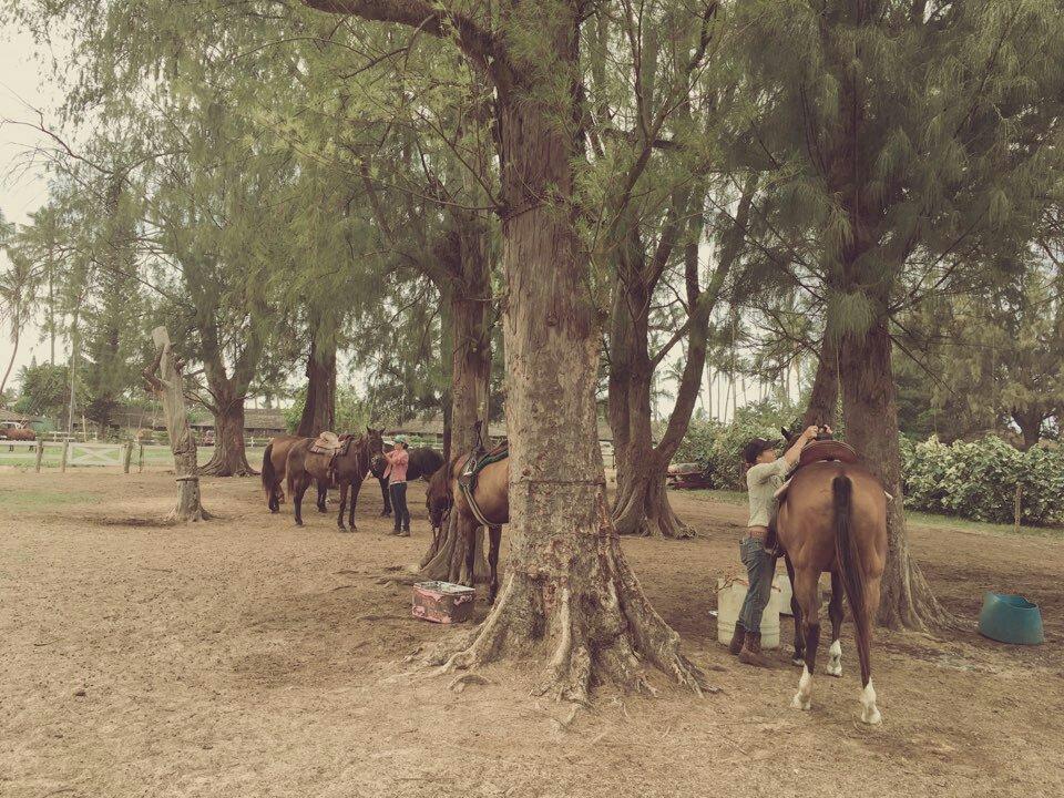 THE 10 BEST Oahu Horseback Riding Tours (Updated 2024)