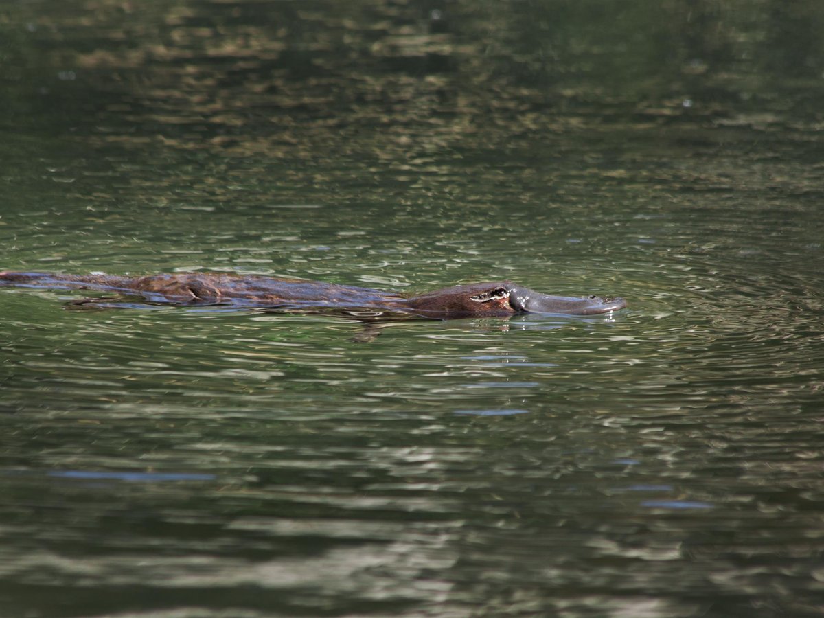 The Platypus Experience (Strahan): All You Need to Know