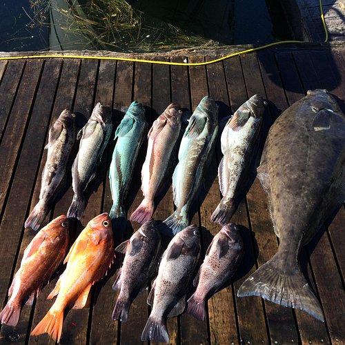 Record Mahi-Mahi Caught with Star Rods Aerial Stand-Up Rod