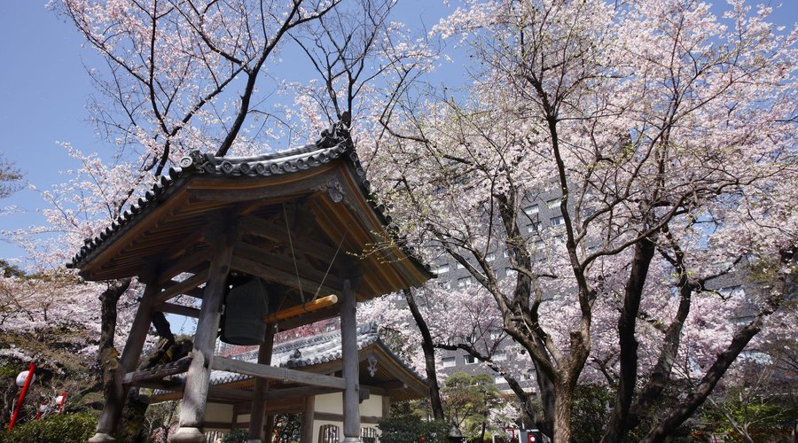 春の日本庭園