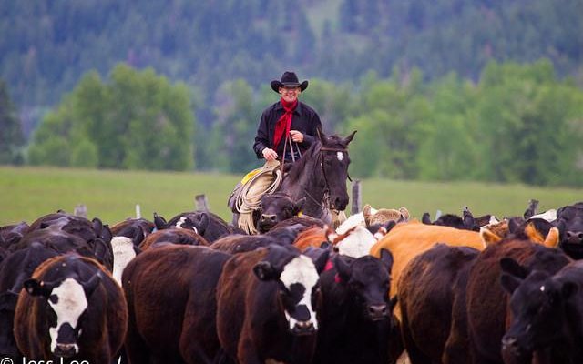 Cattle Drive