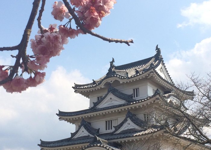 Uwajima castle and Taiwan cherry.
