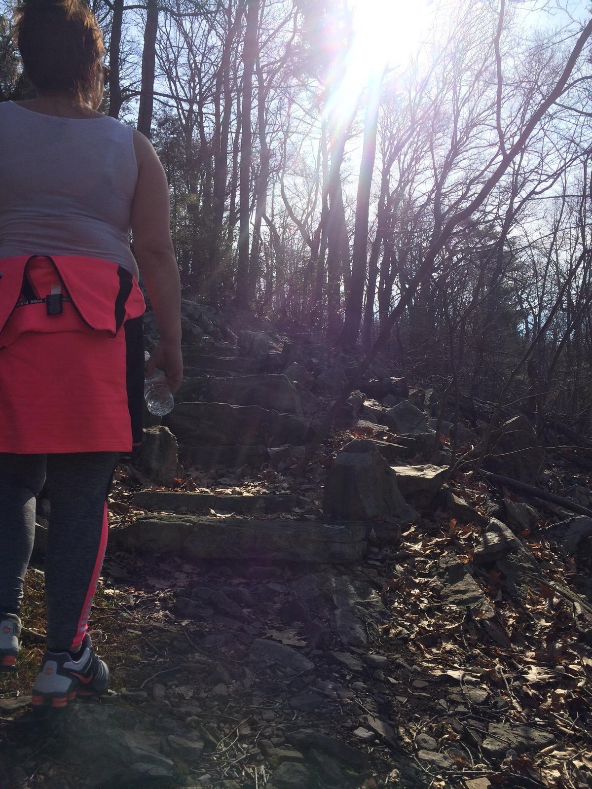 Where Giants Sleep: A Journey to Pennsylvania's Boyd Big Tree Preserve