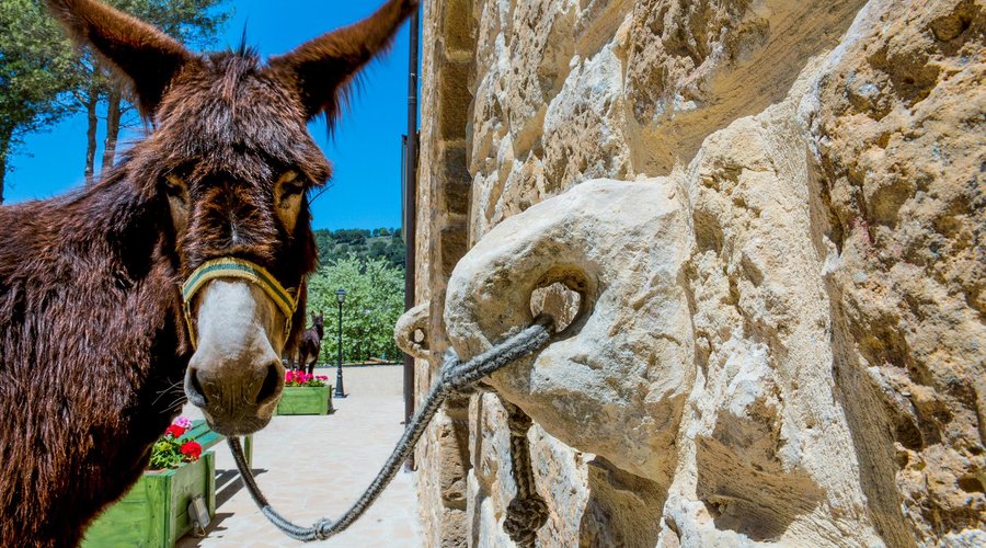 The Donkeys