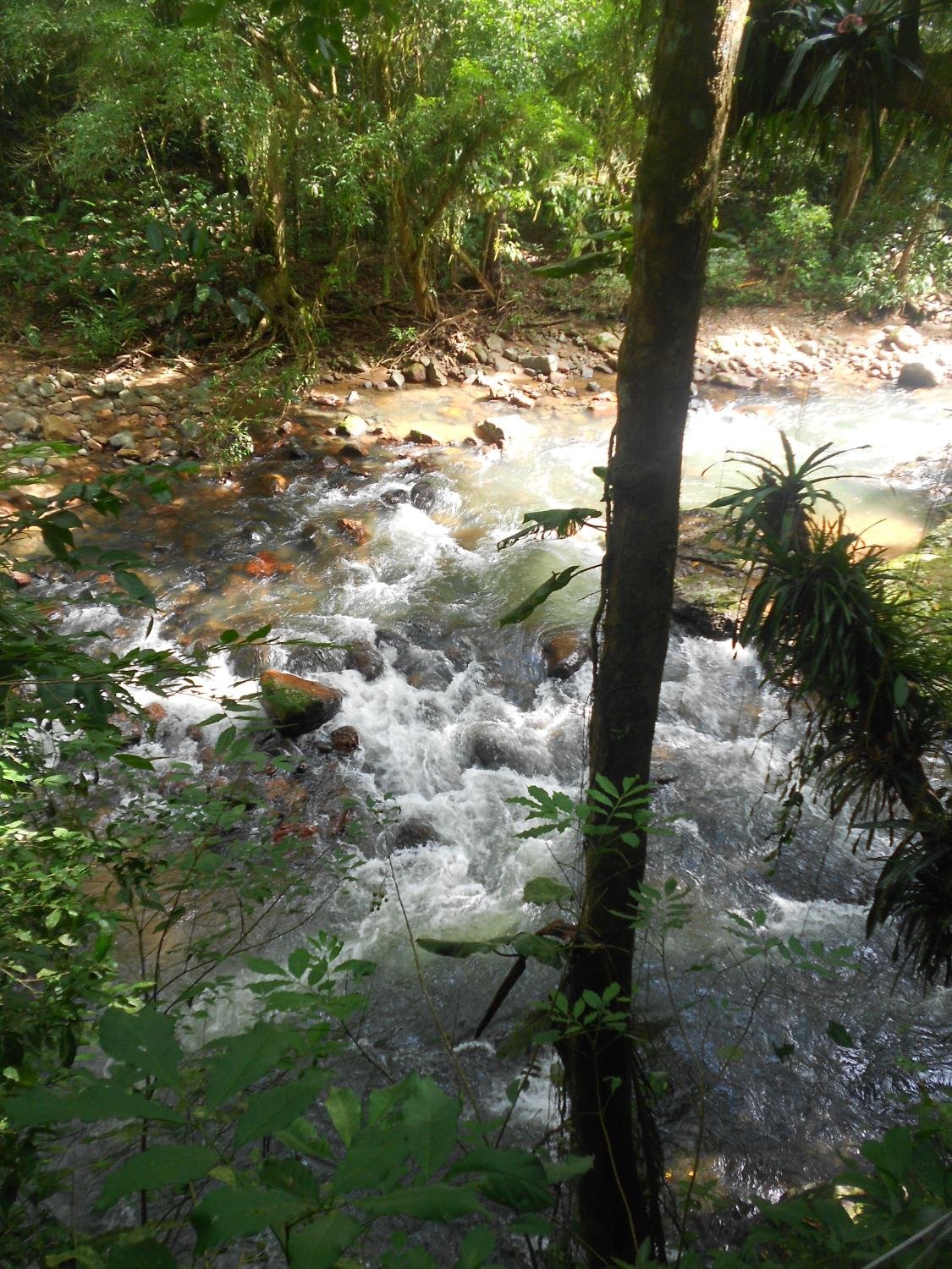 Parque Natural das Aves (São Bento do Sul) - ATUALIZADO 2023 O que saber  antes de ir - Sobre o que as pessoas estão falando - Tripadvisor