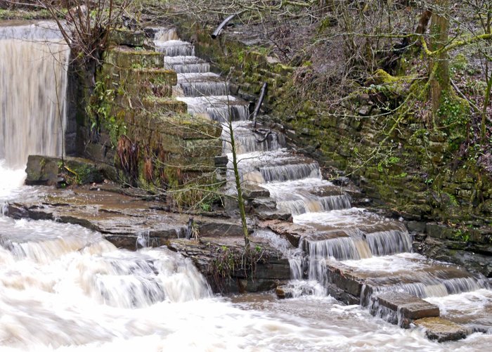 Salmon Ladder at the Weir