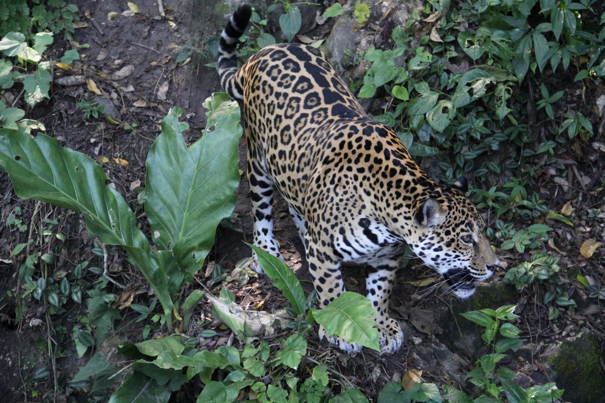 ZOOLÓGICO PETENCITO RETALHULEU GUATEMALA