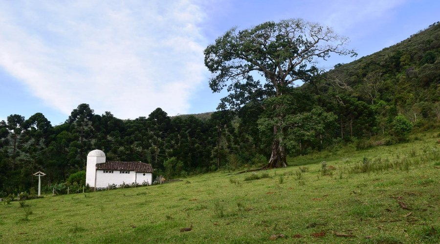 Vista do templo de meditação e da paineira