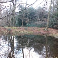 the pond