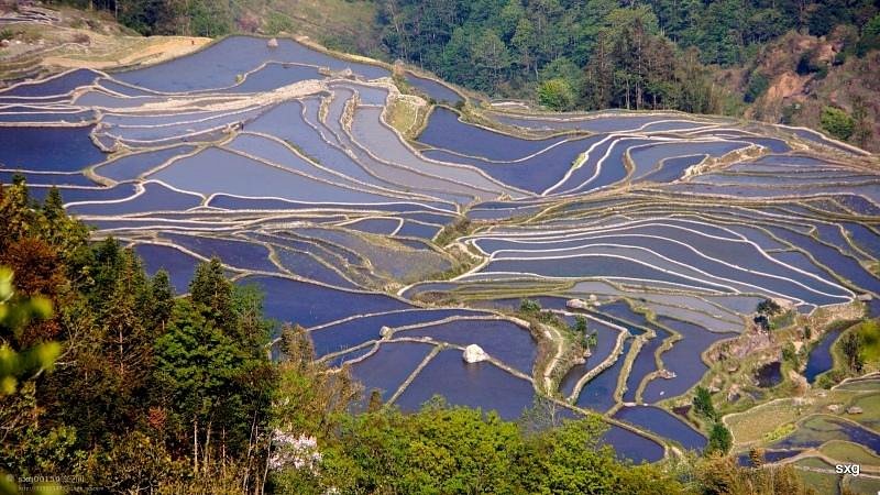 Yuanyang Rice Terraces image