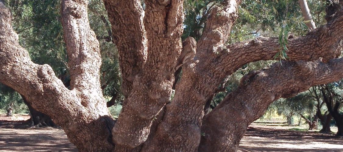 olivos centenarios