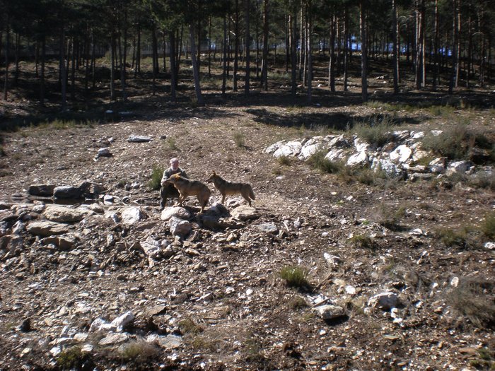 Imagen 5 de Centro del Lobo Iberico