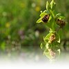 Ophrys1