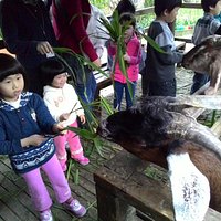 讓小寶貝親手餵羊近距離觀察動物