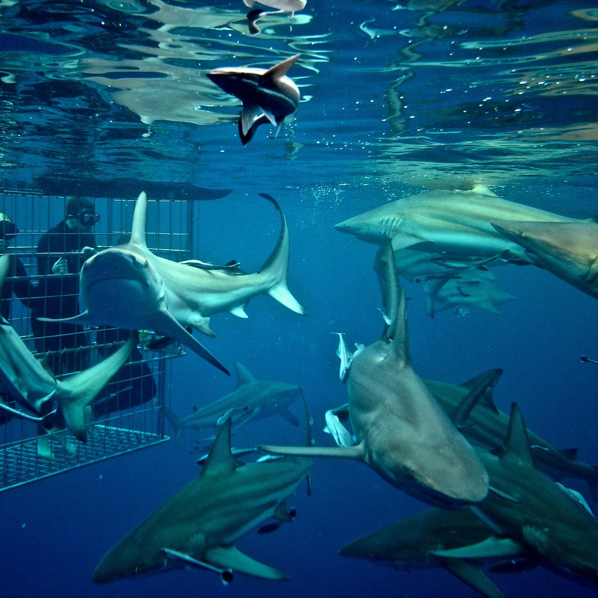 Shop - The Sharks Durban