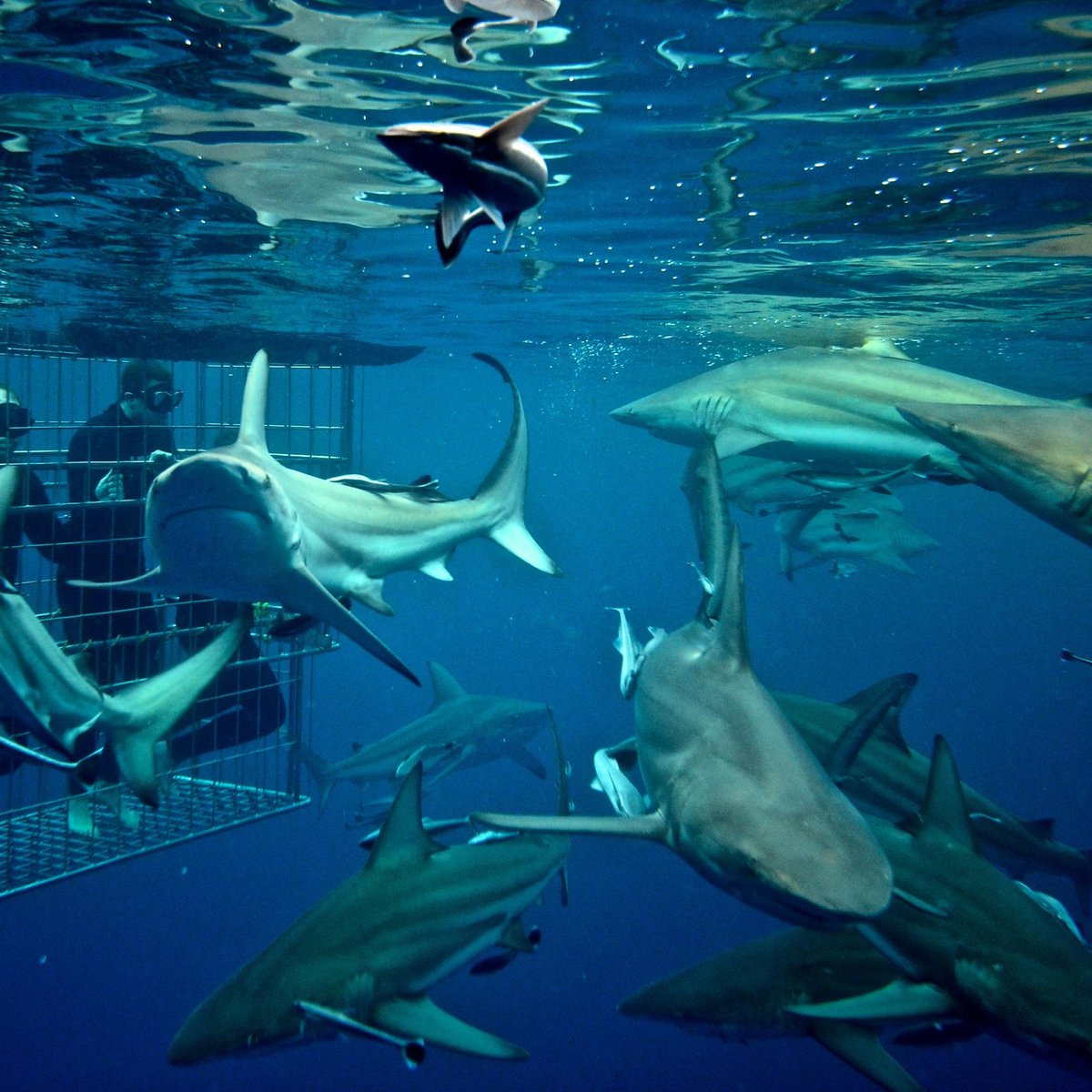 shark cage diving tulum