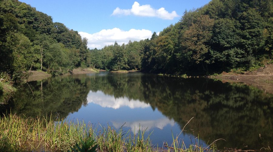 Penllergare Valley Woods - Upper Lake - Fay Mayer