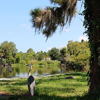 blue heron. not phased at all by my presence.
