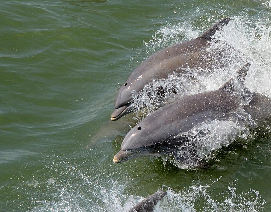 dolphin tours hatteras island