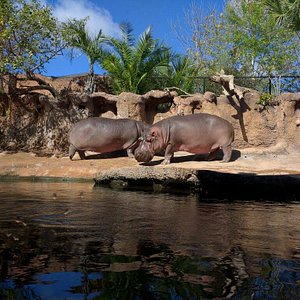 Zoo sex in San Antonio