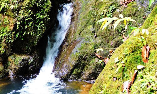 Wild rainforest waterfalls