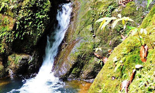 Wild rainforest waterfalls