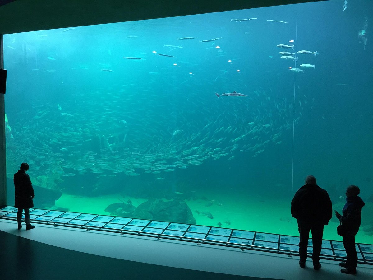 violet Overskyet Forvent det Nordsoen Oceanarium (Hirtshals) - All You Need to Know BEFORE You Go