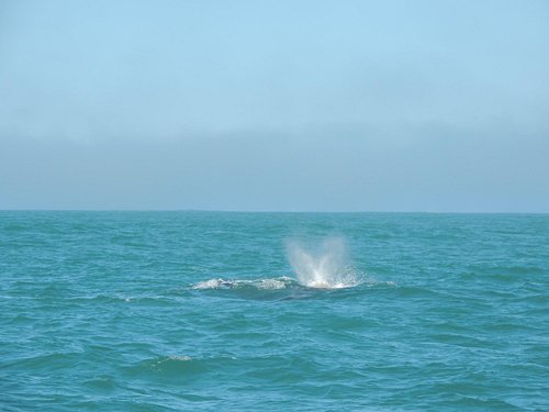 whale watching tours fort bragg ca