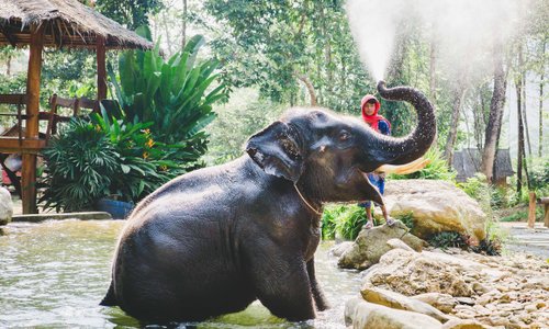 Baramee & his mahout in the pool