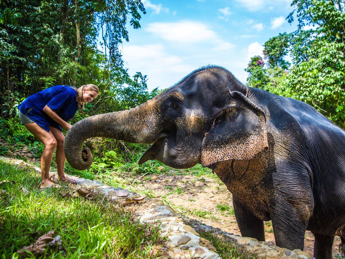 Phang Nga Elephant Park, Панг-Нга: лучшие советы перед посещением -  Tripadvisor