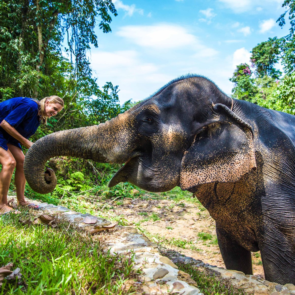 Phang Nga Elephant Park, Панг-Нга: лучшие советы перед посещением -  Tripadvisor