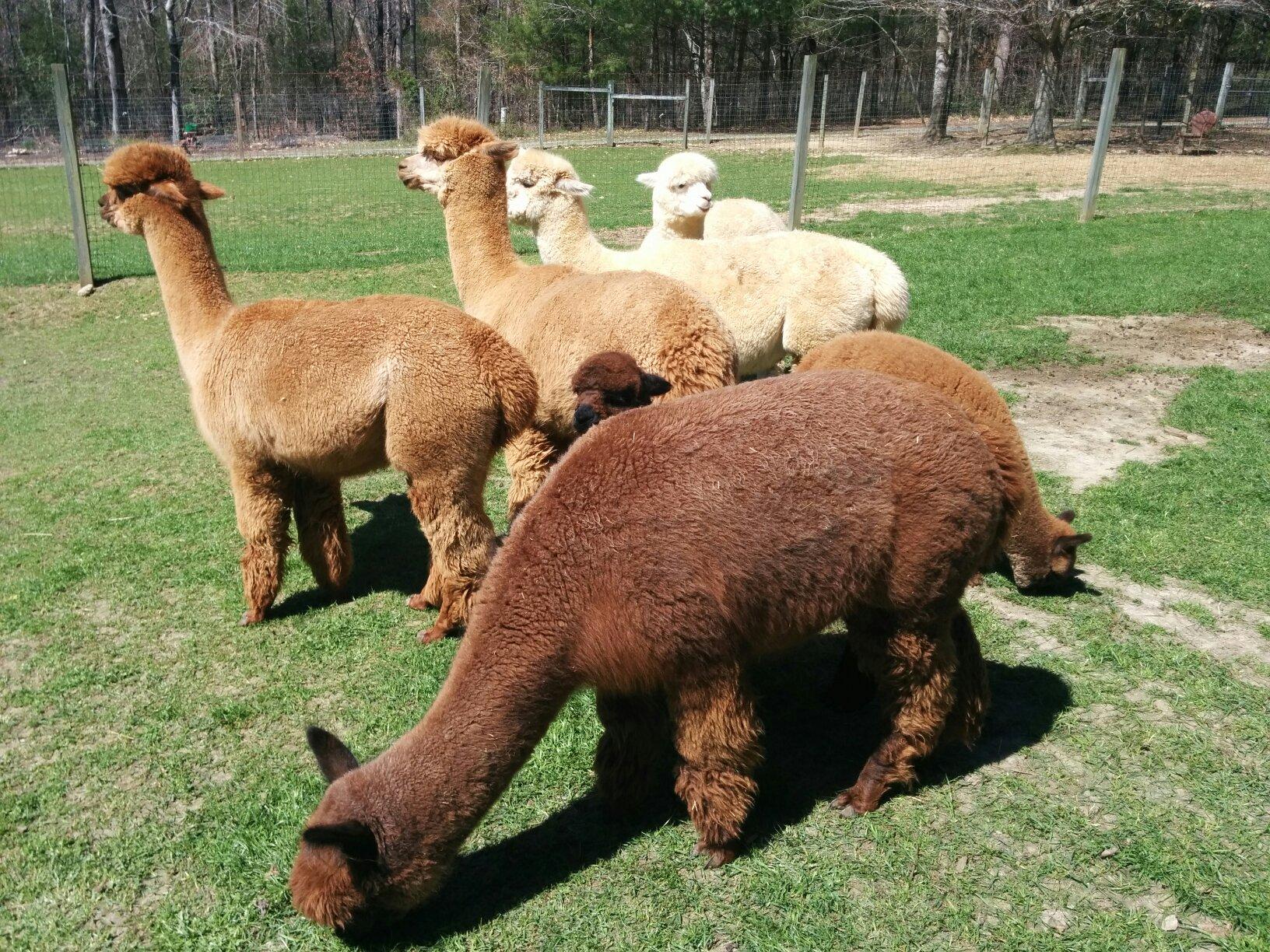 LASSO THE MOON ALPACA FARM All You Need to Know BEFORE You Go