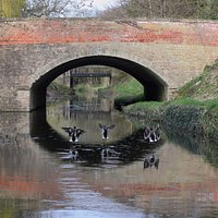 Ducks on the canal