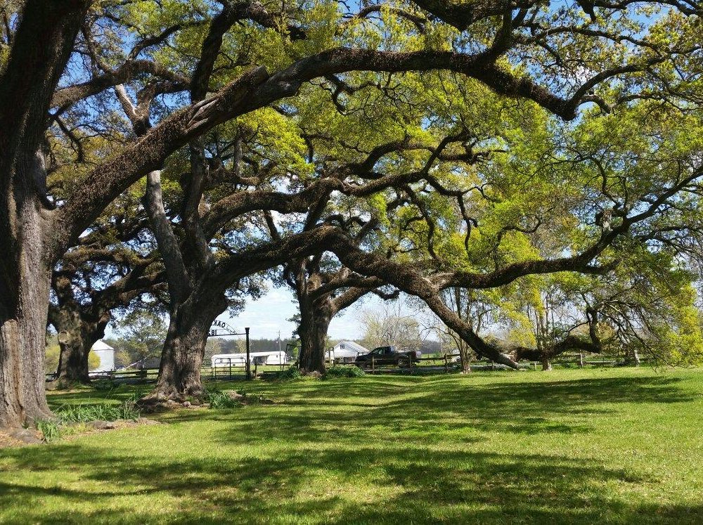 THE 15 BEST Things to Do in Natchitoches (Updated 2024) - Tripadvisor