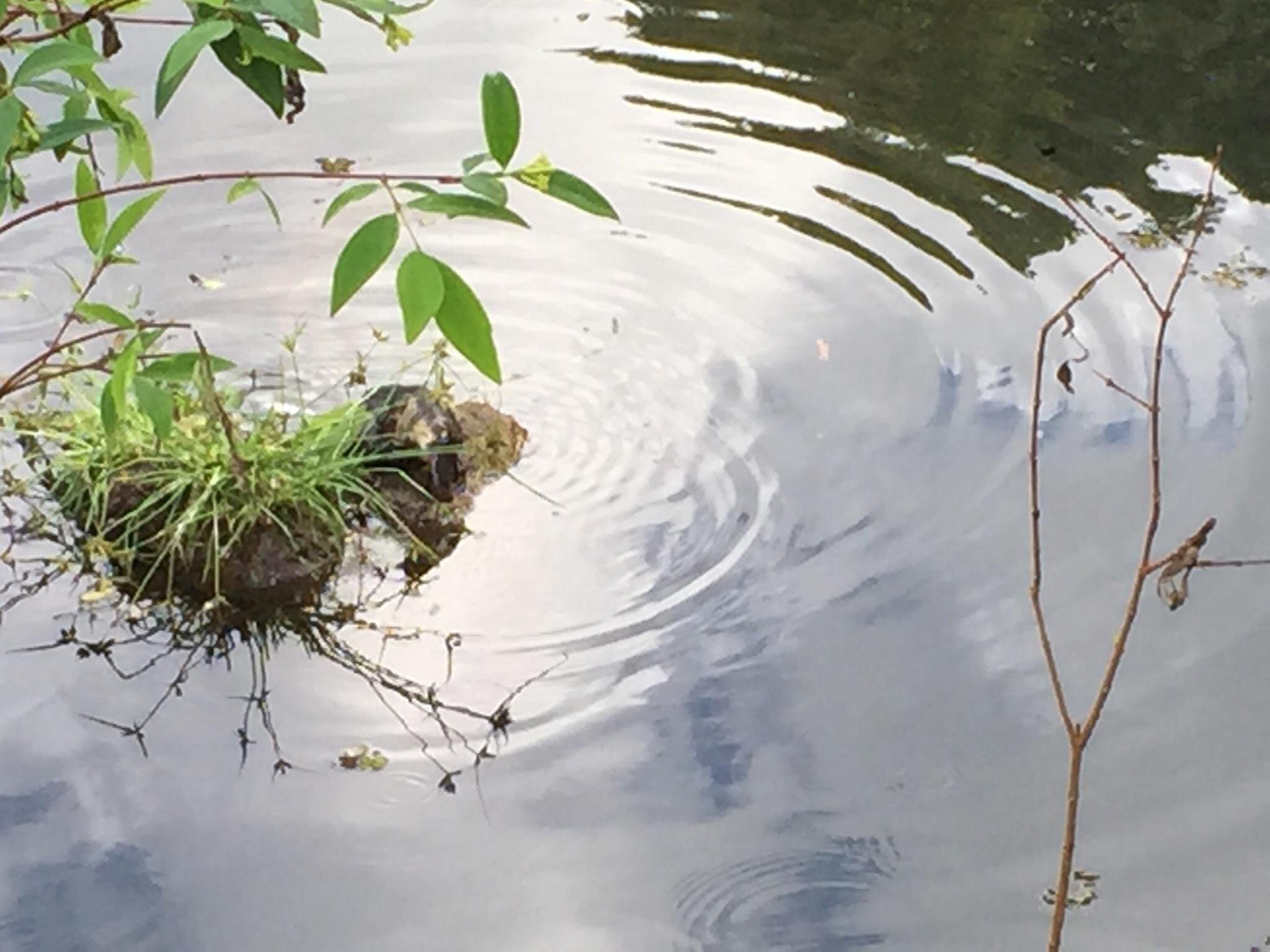 2024年 The Australian Platypus Park at Tarzali Lakes - 出発前に知っておくべきことすべて -  トリップアドバイザー