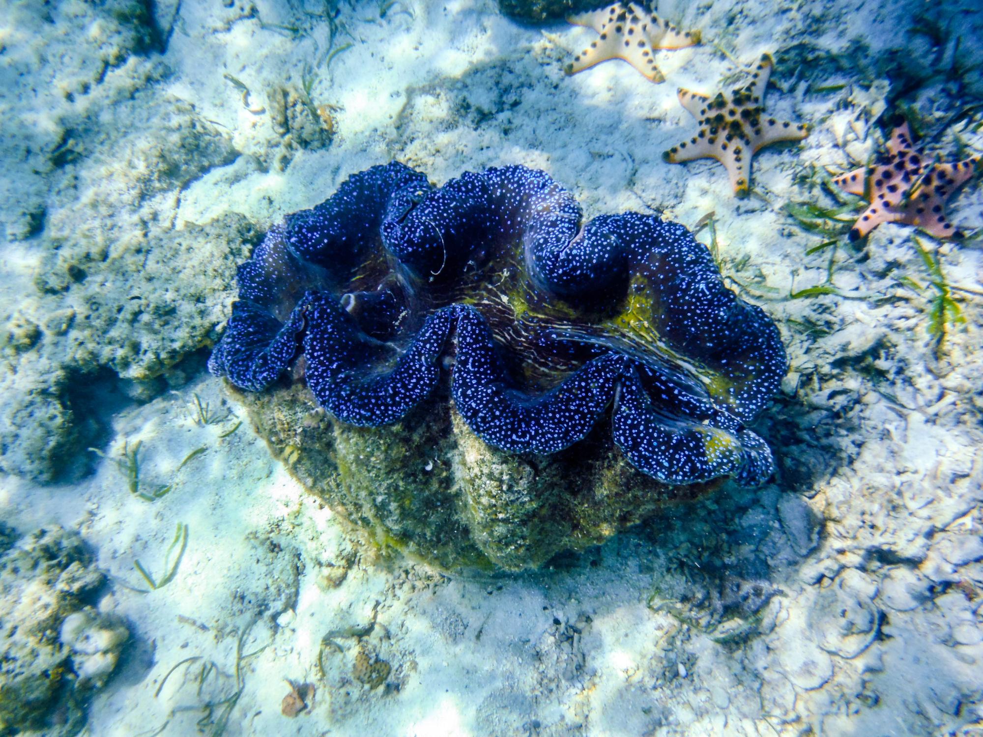 Giant clams shop in the philippines