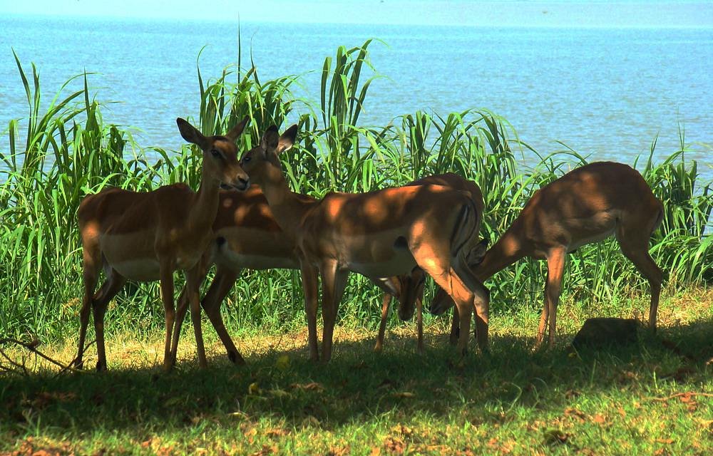 Kisumu Impala Sanctuary - All You Need to Know BEFORE You Go