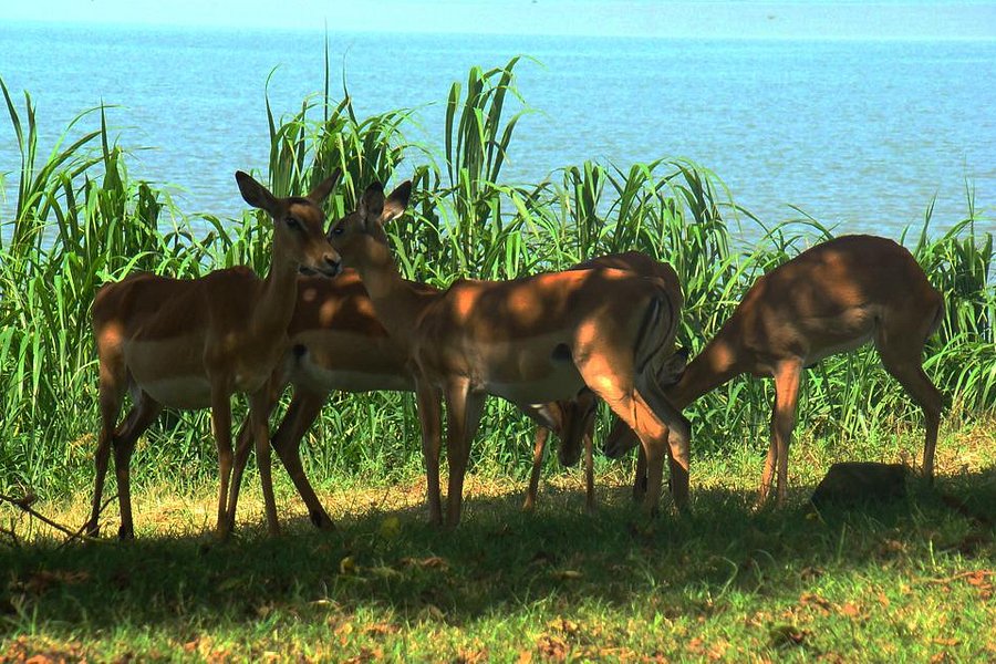 Kisumu Impala Sanctuary image