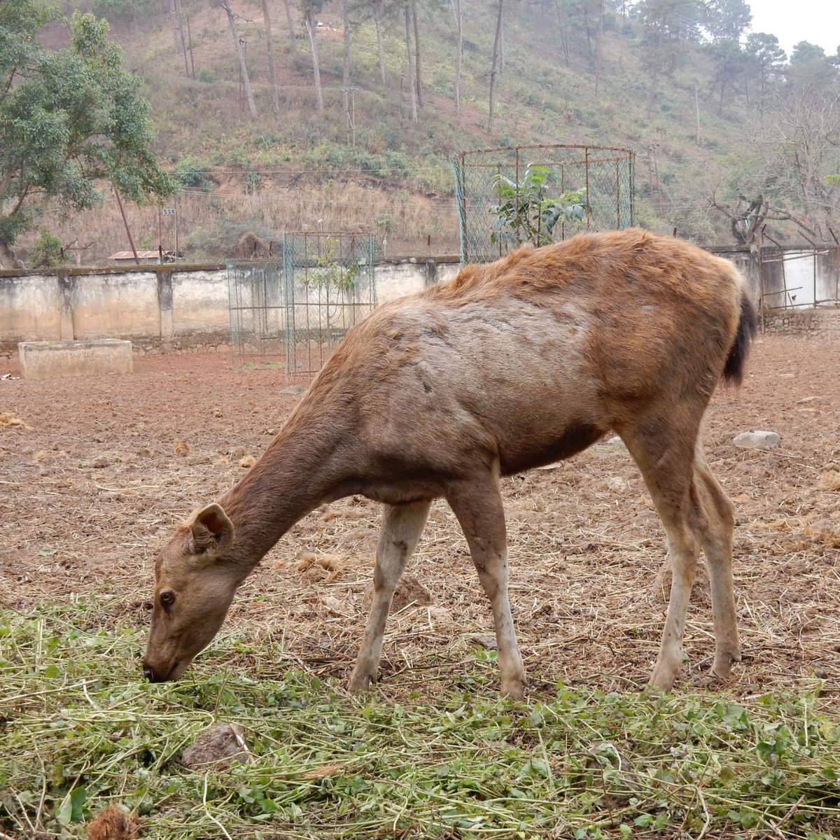 Manipur Zoological Gardens (Imphal) - All You Need to Know BEFORE You Go