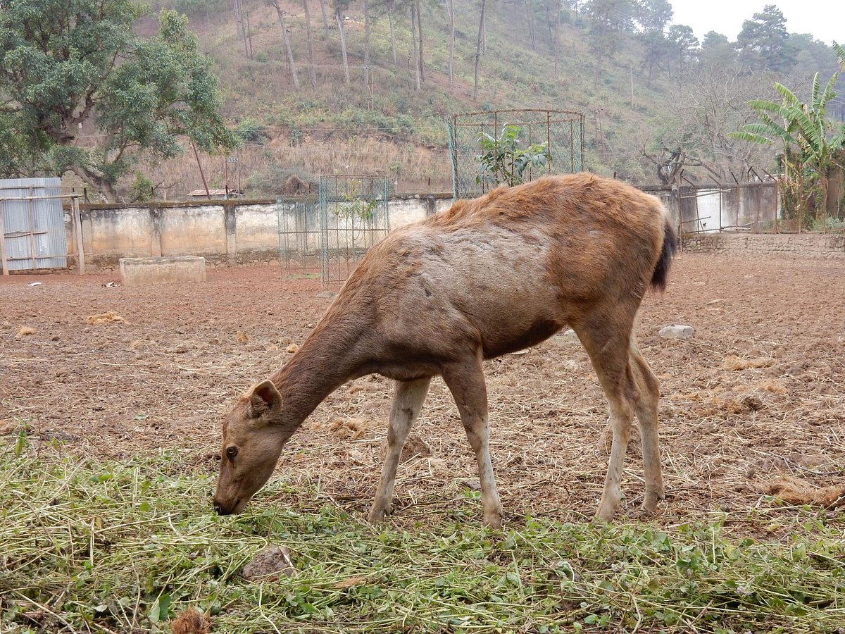Manipur Zoological Gardens (Imphal) - All You Need to Know BEFORE You Go Manipur Zoological Gardens (Imphal) - All You Need to Know BEFORE You Go