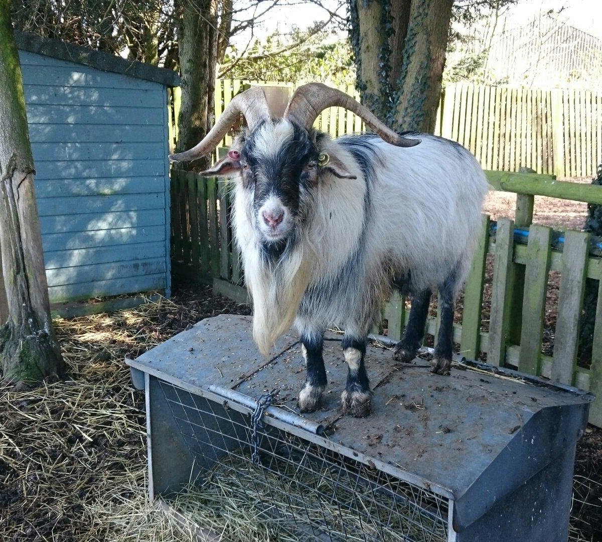 WOODSIDE ANIMAL FARM AND LEISURE PARK (Luton) - All You Need to Know BEFORE You Go WOODSIDE ANIMAL FARM AND LEISURE PARK (Luton) - All You Need to Know BEFORE You Go