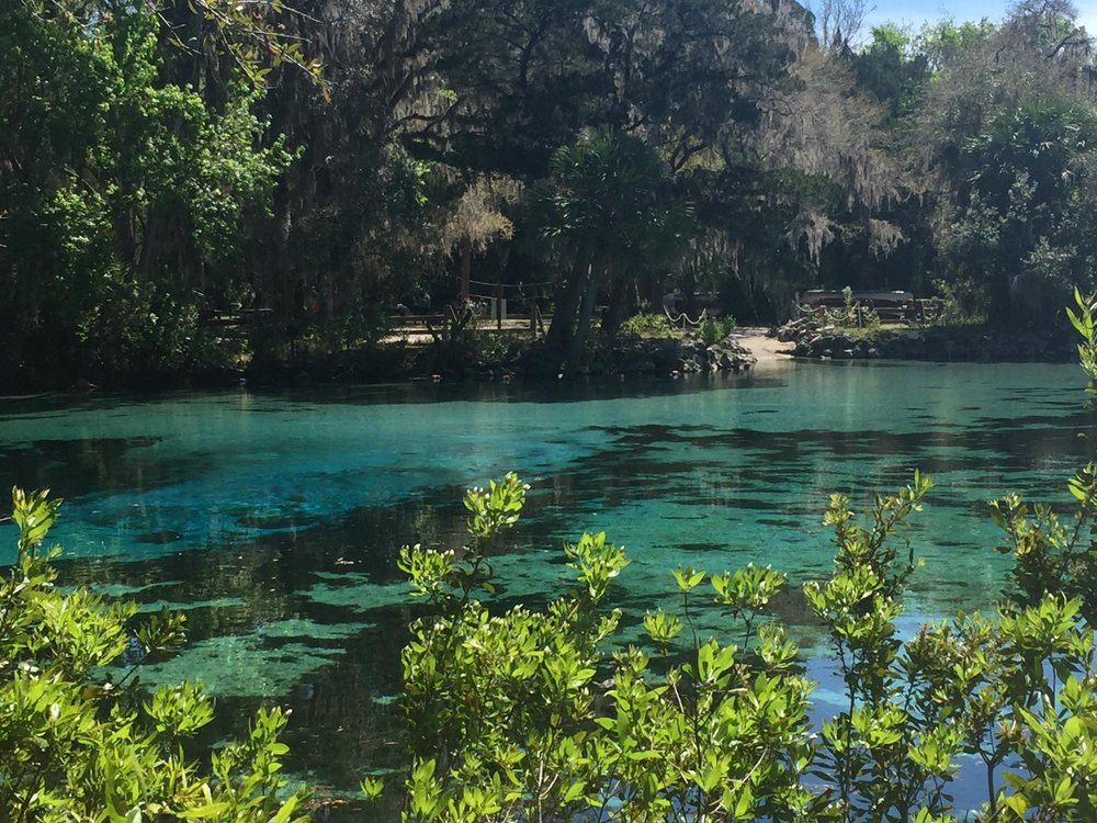 THE 5 BEST Things to Do in Salt Springs (2024) - Must-See Attractions