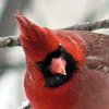 Cardinalis
