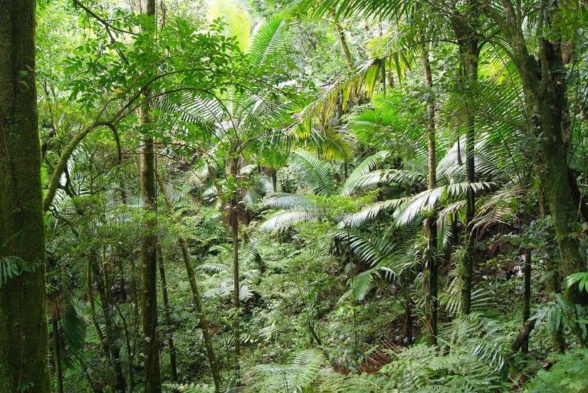 Big Tree Trail (El Yunque National Forest) - All You Need to Know ...